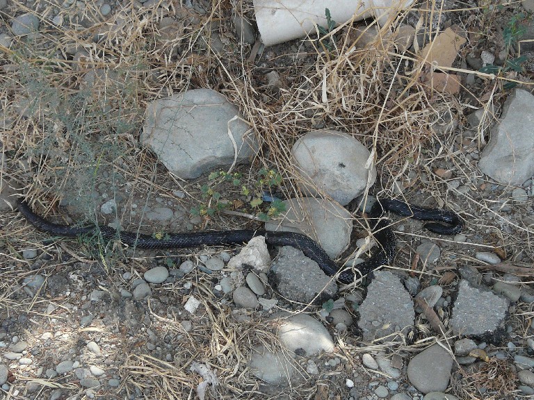 Serpente cipriota